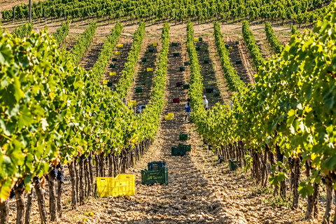 San Gimignano: Vineyard Tour by Land Rover with Winery Visit San Gimignano: Land Rover Vineyard Tour with Premium Lunch