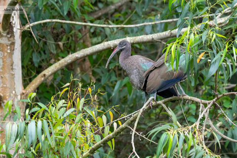 From Entebbe: 3-Day Queen Elizabeth National Park Safari