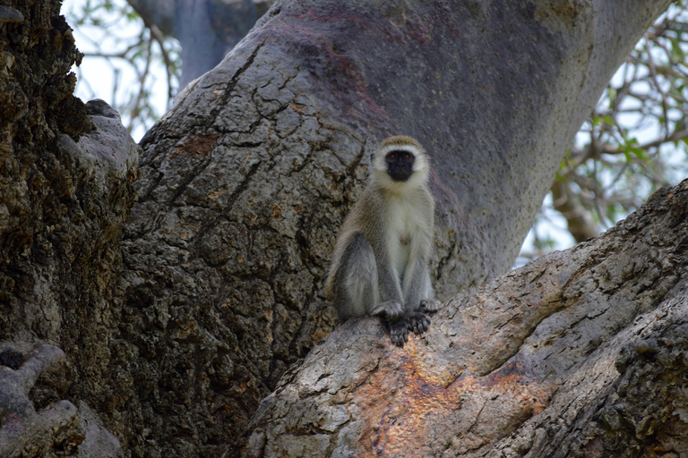 Arusha: Tarangire National Park Day Safari Joining Safari (1-2 People)