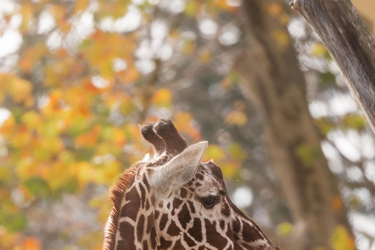 Seattle: Woodland Park Zoo Wildlife Guided Tour