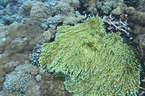 Nusa Penida: Afternoon Manta Snorkeling & Kelingking Sunset Afternoon Manta Snorkeling & Kelingking Sunset with Transfer