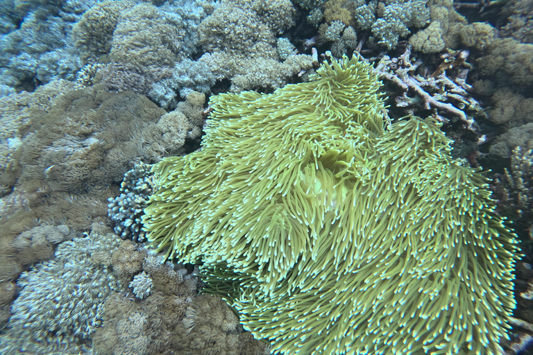 Nusa Penida: Afternoon Manta Snorkeling & Kelingking Sunset Afternoon Manta Snorkeling & Kelingking Sunset with Transfer