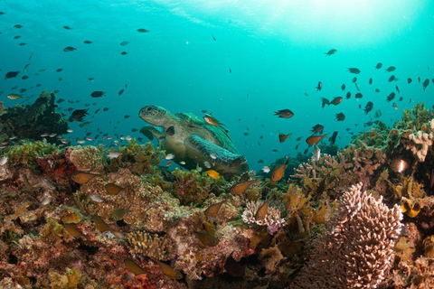 Palawan: Experiencia de buceo con mantarrayas en Sibaltan, El Nido.