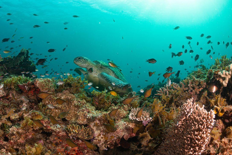 Palawan: Experiencia de buceo con mantarrayas en Sibaltan, El Nido.