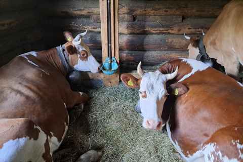 Unterseen: Alpine Cheese Farm Visit & Cheesemaking