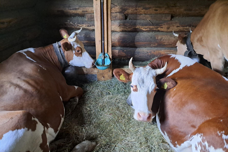 Unterseen: Alpine Cheese Farm Visit & Cheesemaking