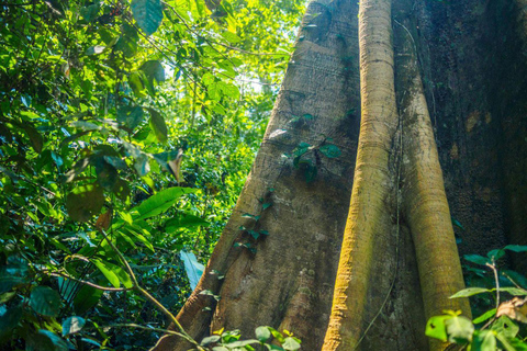Puerto Maldonado: Collpa Chuncho 2-Day Jungle Tour