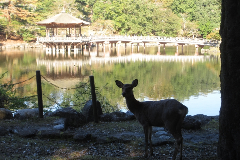 Nara: Budda gigante, cervi liberi nel parco (guía italiana)