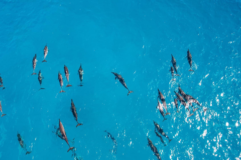 Muscat: Dolphin Watching Boat Trip with Snacks