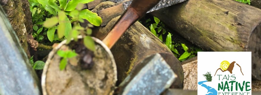 Visite de l'île aux tortues de Namua avec plongée en apnée