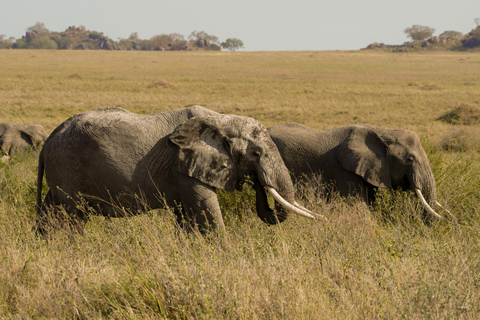 5-Day Mid-Range Group Safari to Tanzania's most famous parks