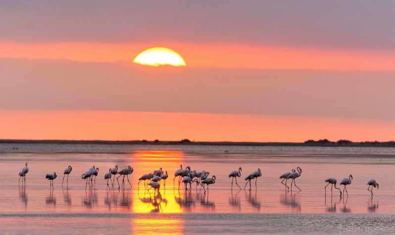 Obserwacja flamingów w delcie rzeki Ebro o zachodzie słońca