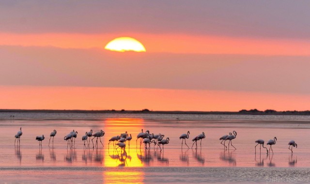 Visit Flamingo-Birdwatching in the Ebro Delta at Sunset in Costa Dorada, Catalonia, Spain
