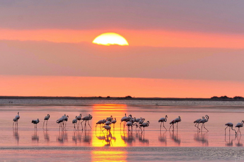 Flamingo-fågelskådning i Ebrodeltat vid solnedgången