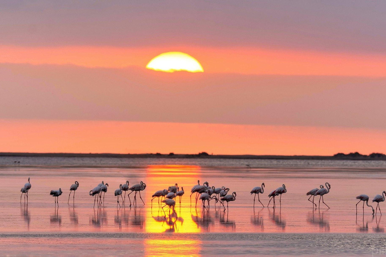 Flamingo-fågelskådning i Ebrodeltat vid solnedgången