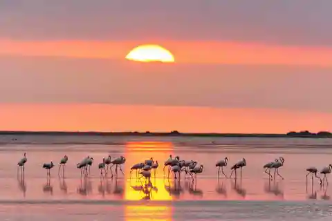 Flamingo-fuglekiggeri i Ebro-deltaet ved solnedgang