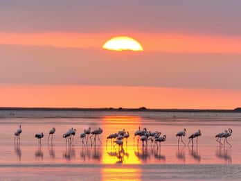 Flamingo-Birdwatching in the Ebro Delta at Sunset