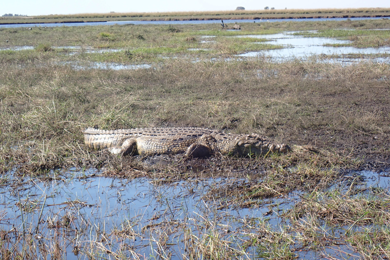 Chobe River Safari Cruise with Professional Guide
