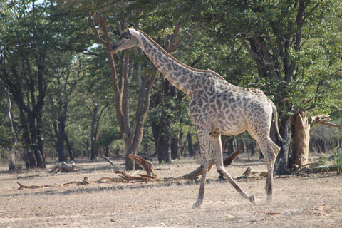 Chobe Morning Game Drive Safari from Livingstone & Vic Falls