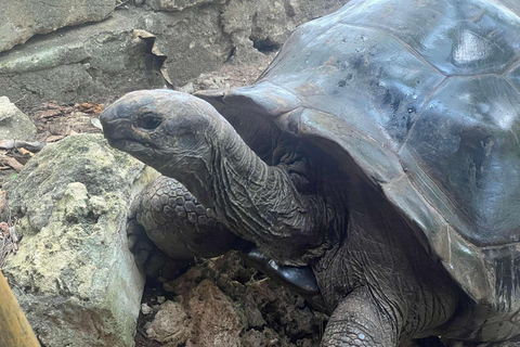 Zanzibar: Jozani forest, Reptile park and Salaam cave tour Private tour with Hotel pick up and drop-off included.