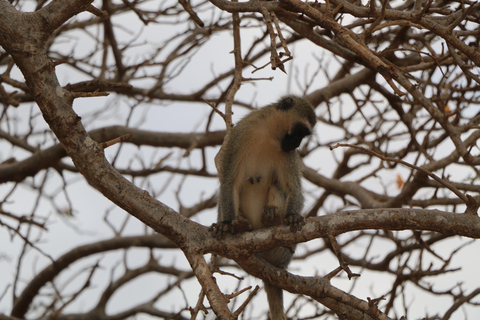 Overnight Group safari Tsavo East Safari from Mombasa/ Diani