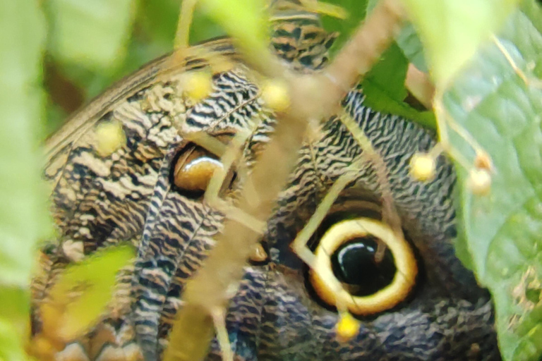 Manuel Antonio National Park: Wildlife-Watching Guided Hike