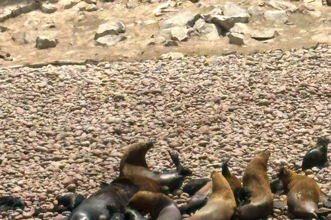 Paracas: Sightseeing Tour of the Ballestas Islands and National Reserve
