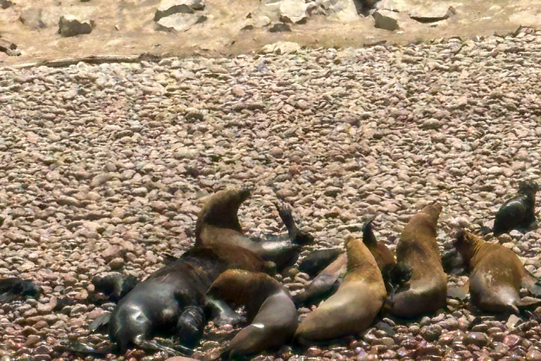 Paracas: Sightseeing Tour of the Ballestas Islands and National Reserve