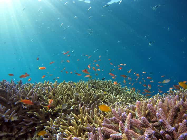 Amed Shore Snorkeling Orientation with Local Guide