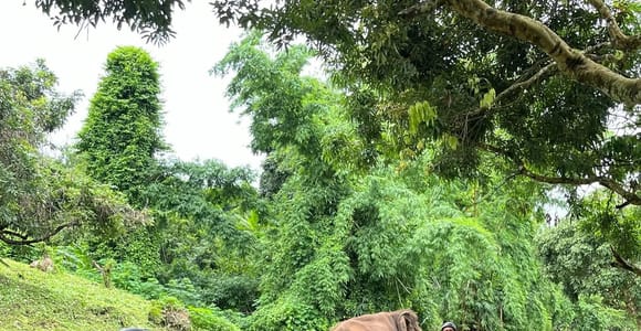 Chiang Mai: Sticky Waterfall & ATV Adventure