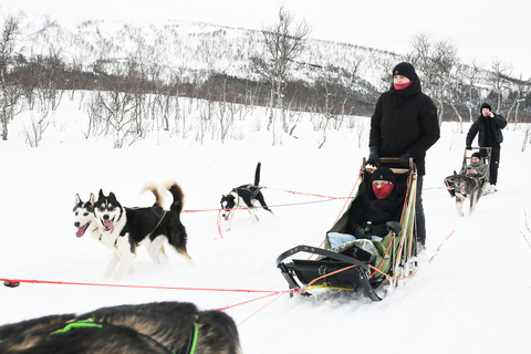 Bodø-Saltdal: Dog Sledding Adventure