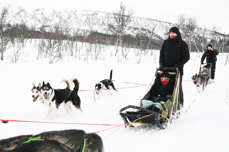Bodø-Saltdal: Dog Sledding Adventure