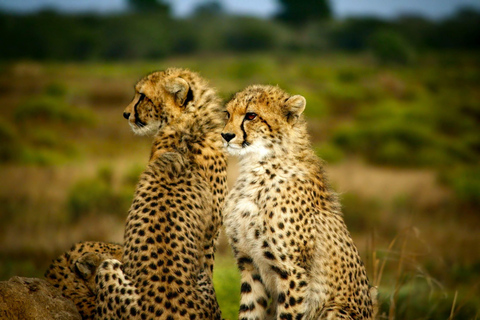 Chobe Private Tagestour Ein luxuriöses Safari-Erlebnis