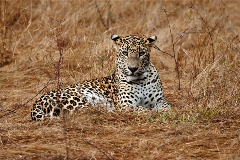 Colombo Nature Colombo: 8-Day Private Cultural Triangle & Wildlife Trip | GetYourGuide