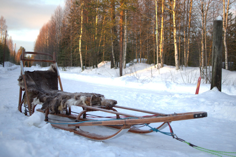 Luleå: Guided Dog Sledding Tour