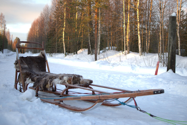Luleå: Guided Dog Sledding Tour