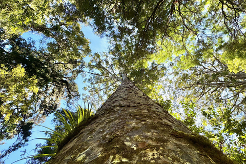 Waipoua Forest: Tane Mahuta & Kauri Museum from Auckland