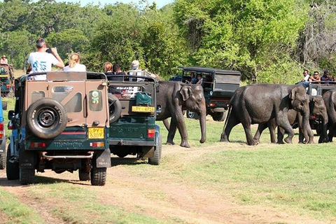 Sigiriya to Pasikudah Private Transfer via Minneriya Safari