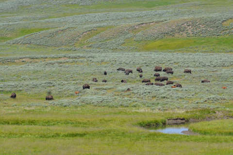 Yellowstone 2 Day Adventure - Upper and Lower Loop Tour
