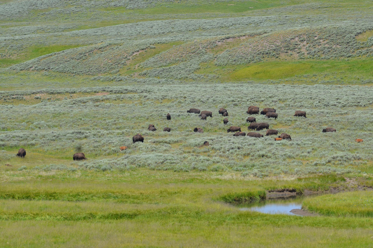 Yellowstone 2 Day Adventure - Upper and Lower Loop Tour