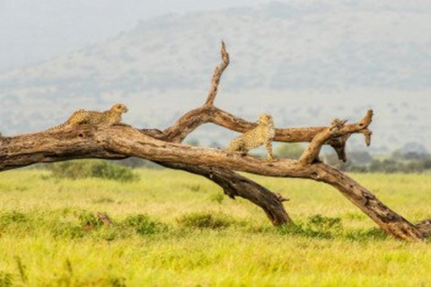 From Nairobi: 8-Day Mara, Nakuru, Naivasha & Amboseli Safari