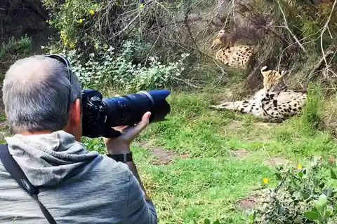 Cats in Conservation Full Day Tour