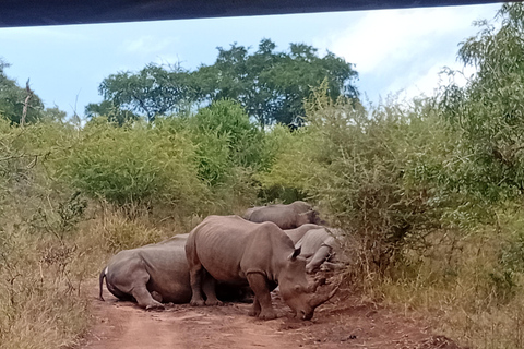 Eswatini: Rhino Walk in Hlane Royal National Park