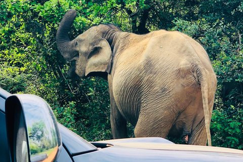 Yala: All-Inclusive Leopard Safari with Driver & Tickets