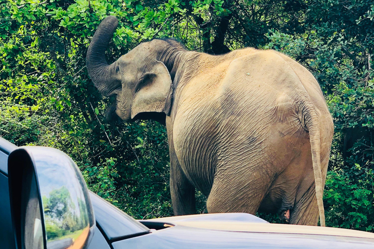 Yala: All-Inclusive Leopard Safari with Driver & Tickets
