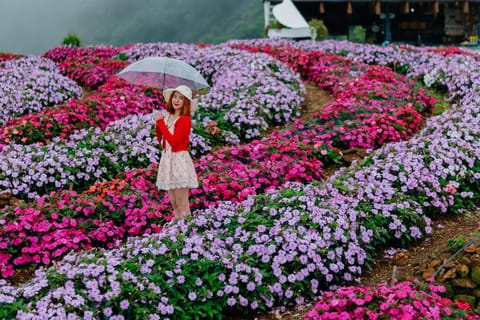 Chiang Mai: Flower Farm Experience with Pro Photography