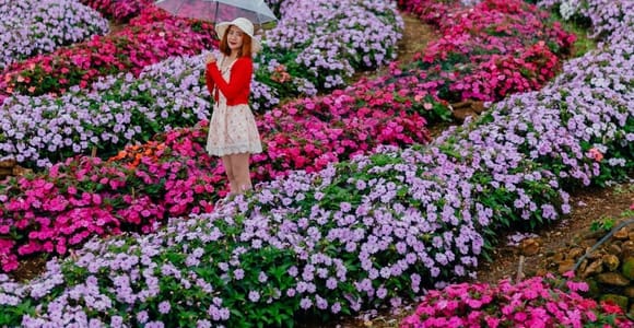 Chiang Mai: Flower Farm Experience with Pro Photography