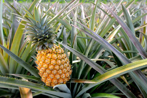 Oahu: North Shore Dole Ananasboerderij Tour