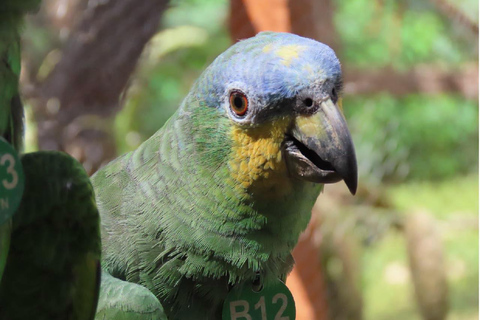 Kartagena: prywatna wycieczka z obserwacją ptaków w tropikalnym lesie suchymKartagena: Prywatna wycieczka z obserwacją ptaków w tropikalnym lesie suchym