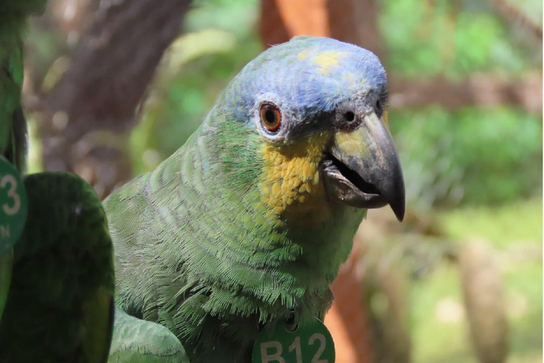 Kartagena: prywatna wycieczka z obserwacją ptaków w tropikalnym lesie suchymKartagena: Prywatna wycieczka z obserwacją ptaków w tropikalnym lesie suchym